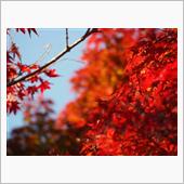 『紅葉の秋』・・・、