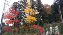 紅葉シーズン