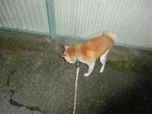 今夜もお散歩