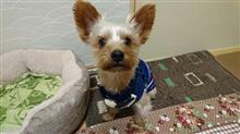 １１月１６日、オヤスミ🌙✨なちゃーい🐶😪