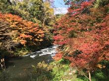 ♫  秋の夕陽に照る山もみぃ〜じ  ♫