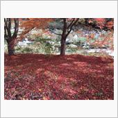 紅葉狩りに行きました