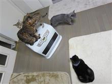 ニャッニャア～ ニャニャニャニャニャニャニャニャ ニャニャニャニャニャ～ ニャニャニャニャニャニャニャ ニャニャニャニャニャ～♪