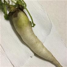 大根初収穫