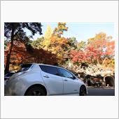 庭園の紅葉