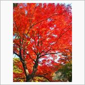 紅葉を見に、月の石もみじ公園 ...