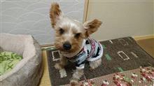 １１月１７日、オヤスミ🌙✨なちゃーい🐶😪