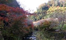 柿ケ入遊歩道四季桜