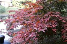 紅葉見物…?(笑) 紅葉見物…?(笑)