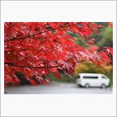 大村 黒木渓谷 紅葉☆彡