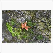 雨上がりの紅葉(*&#39;▽&#39;)
