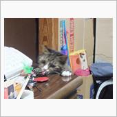 とんだ災難でした。