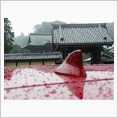 4週連続の紅葉狩り（鎌倉だよ）