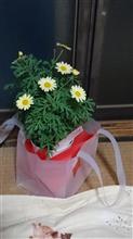 誕生日の記念として、買っちゃおうかな?