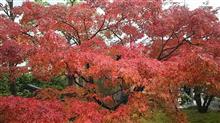 紅葉と初遠出