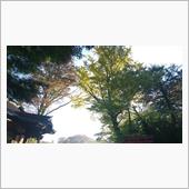今日は霧の朝