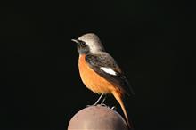 ヤツが来た　　（ジョウビタキ♂）