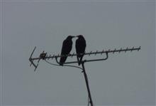 カラスの仲間意識