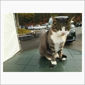 猫寺