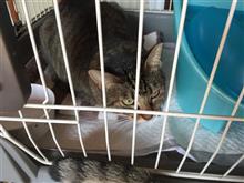 飼い猫のコトにマジ噛みされて負傷です(;&#180;д｀)