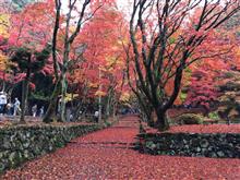 紅葉リベンジ