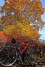 自転車で近場の紅葉観察してみよう（青梅編）