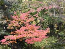 都内でも紅葉を感じました