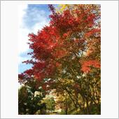 近所で紅葉狩り