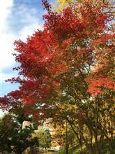 近所で紅葉狩り