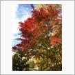 近所で紅葉狩り