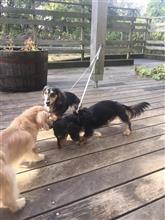 今日は犬子達のために。。。
