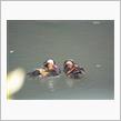 地元でオシドリを初確認…他