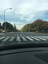 国会周辺の紅葉は見頃