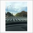 国会周辺の紅葉は見頃