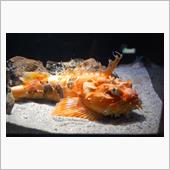 水族館と紅葉のメモ・・・トラ ...