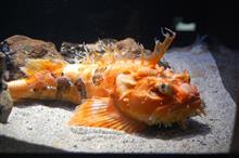 水族館と紅葉のメモ・・・トランプショックを超えて