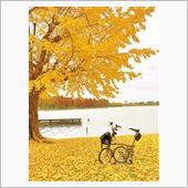 brompton@水元公園