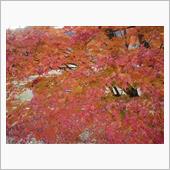 紅葉狩りin河口湖