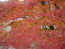 紅葉狩りin河口湖