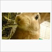 茶太郎6歳