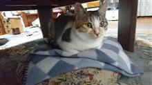   今日の「リン」ちゃん 1121