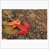 花貫渓谷の紅葉