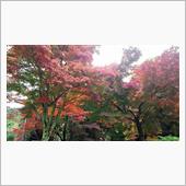 近場で紅葉