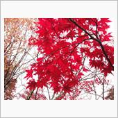紅葉狩り