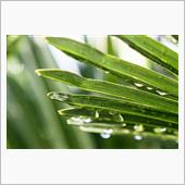雨の土曜日、晴れた日曜日とG ...