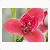 「記念」とするお花は、
