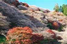 紅葉と桜