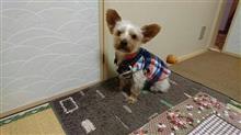 １１月２２日、オヤスミ🌙✨なちゃーい🐶😪