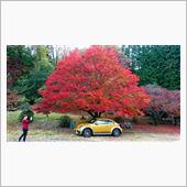 DUNEに乗って紅葉真っ盛り ...