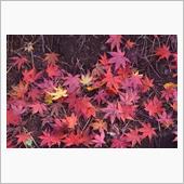修善寺に紅葉狩り